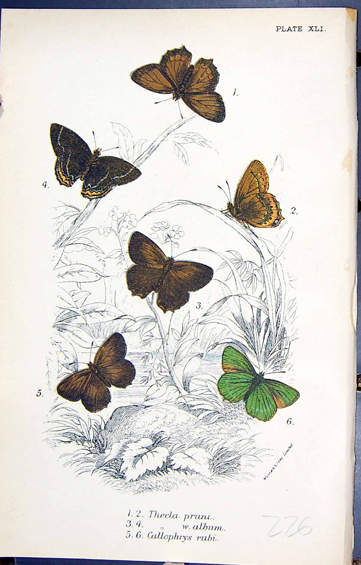 Old Print Thecla Pruni Album Callophrys Rubi Butterflies 1896 Lloyd Kirby 19th
