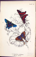 Old Print Ancyluris Meliboeus Myrina Silenus Butterflies 1896 Lloyd Kirby 19th