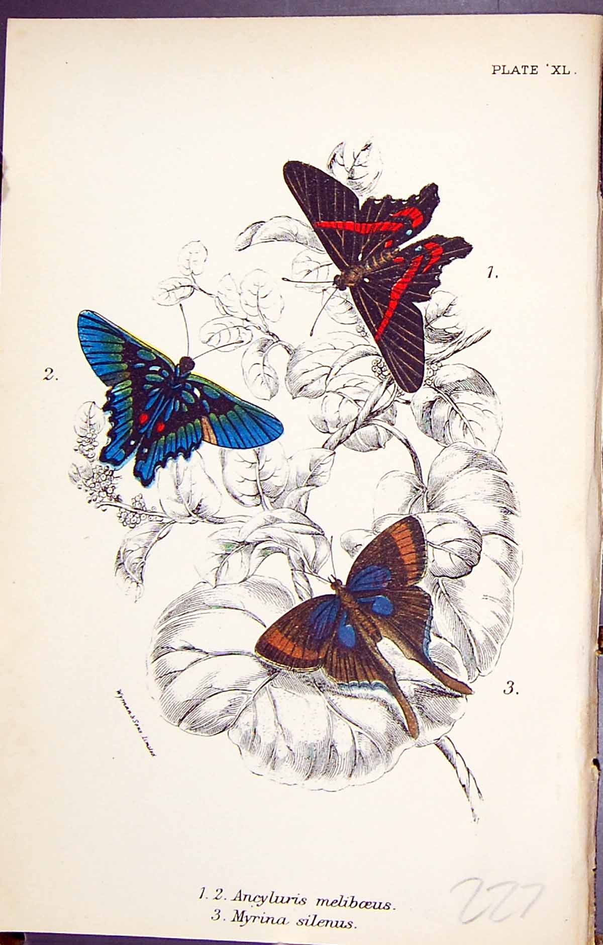 Old Print Ancyluris Meliboeus Myrina Silenus Butterflies 1896 Lloyd Kirby 19th