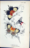 Antique Print Helicopis Acis Zeonia Chorinoeus Butterflies 1896 Lloyd Kirby