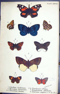 Old Libythea Mesosemia Nemeobius Euselasia Nymphidium Butterflies 189 Victorian