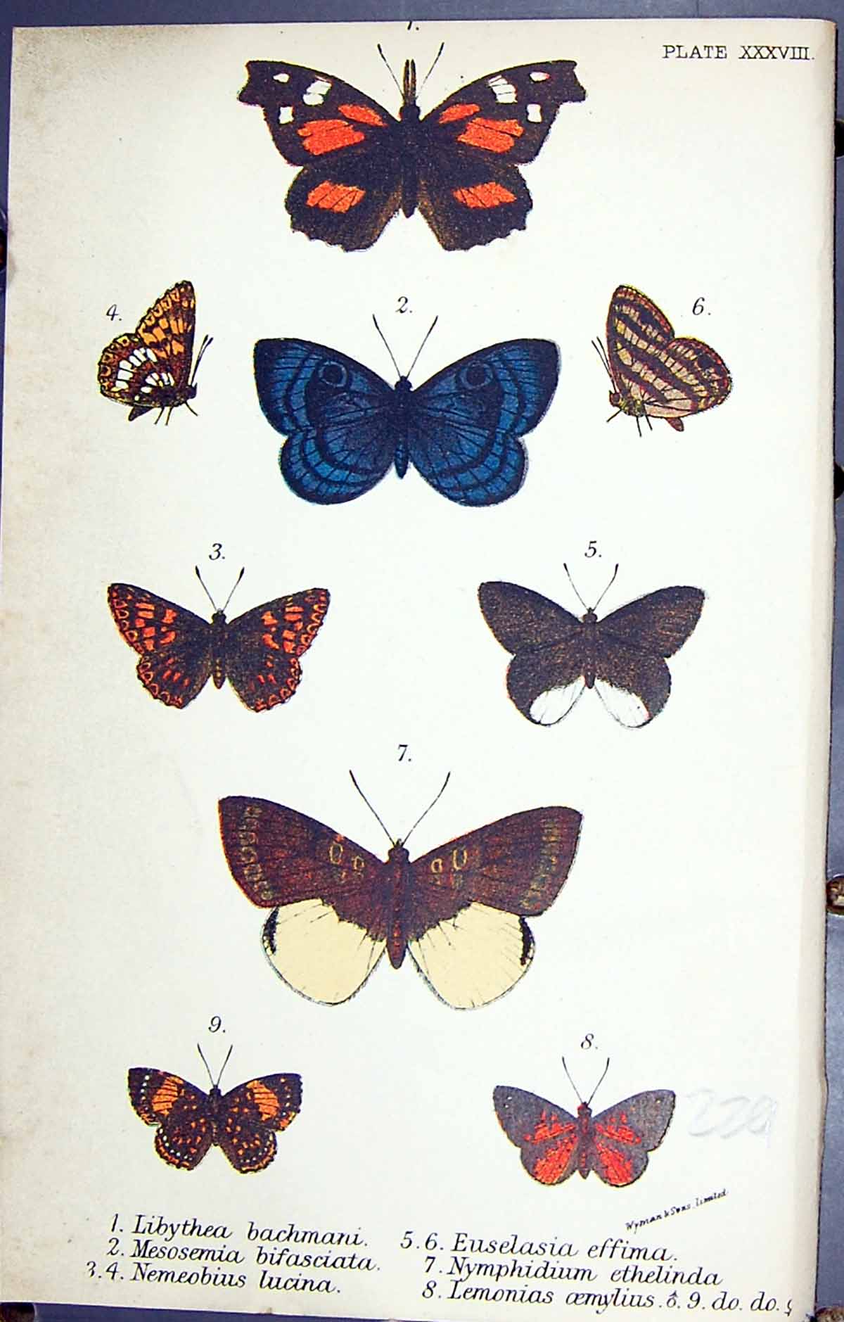 Old Libythea Mesosemia Nemeobius Euselasia Nymphidium Butterflies 189 Victorian