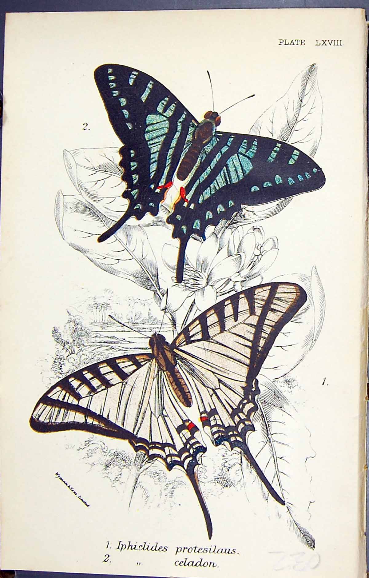 Antique Old Print Iphiclides Protesilaus Celadon Butterflies 1896 Lloyd Kirby