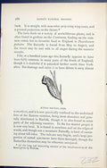Original Old Antique Print Achivus Machaon Pupa Butterflies 1896 Lloyd Kirby