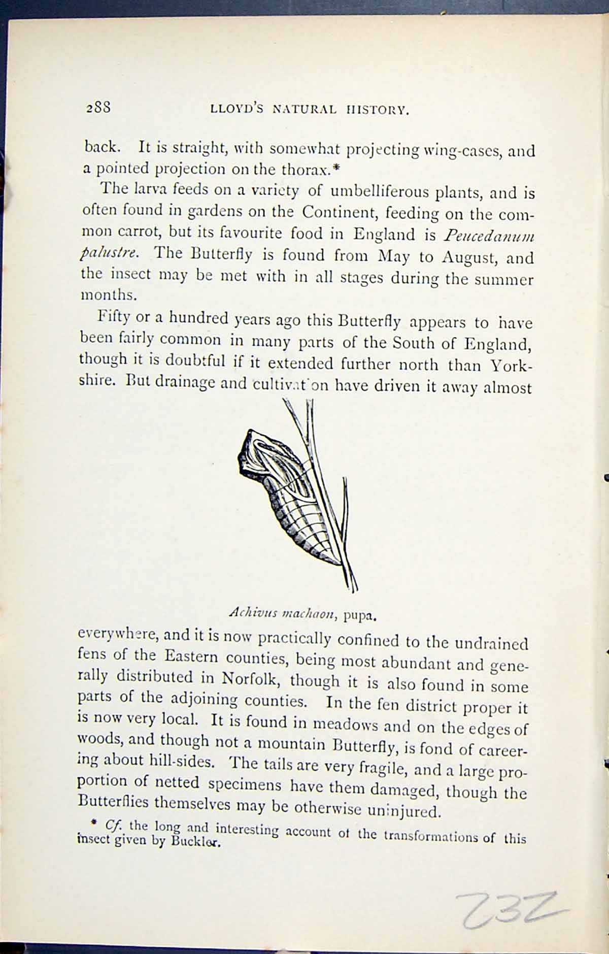 Original Old Antique Print Achivus Machaon Pupa Butterflies 1896 Lloyd Kirby