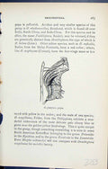Old Antique Print Ornithoptera Pompeus Pupa Butterflies 1896 Lloyd Kirby 19th