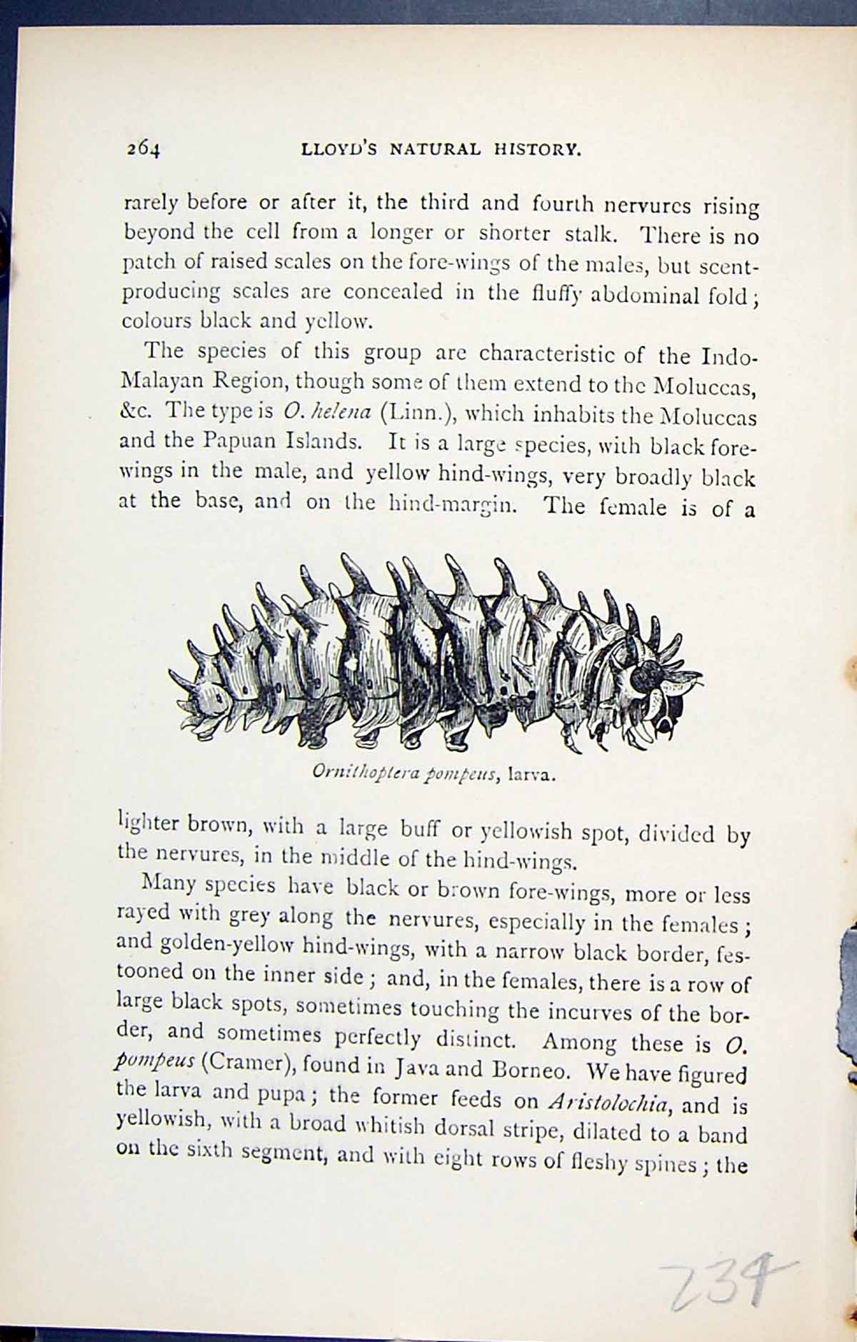 Old Antique Print Ornithoptera Pompeus Larva Butterflies 1896 Lloyd Kirby 19th