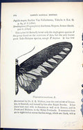 Original Old Antique Print Trogonoptera Brookeana Butterflies 1896 Lloyd Kirby