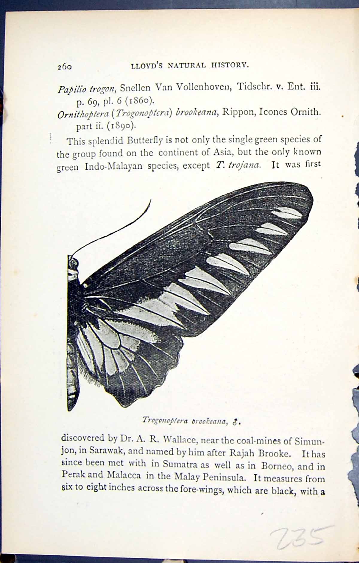 Original Old Antique Print Trogonoptera Brookeana Butterflies 1896 Lloyd Kirby
