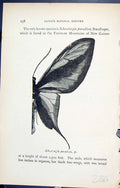 Original Old Antique Print Schoenhergia Paradisea Butterflies 1896 Lloyd Kirby