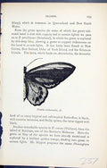 Original Old Antique Print Troides Richmondia Butterflies 1896 Lloyd Kirby 19th