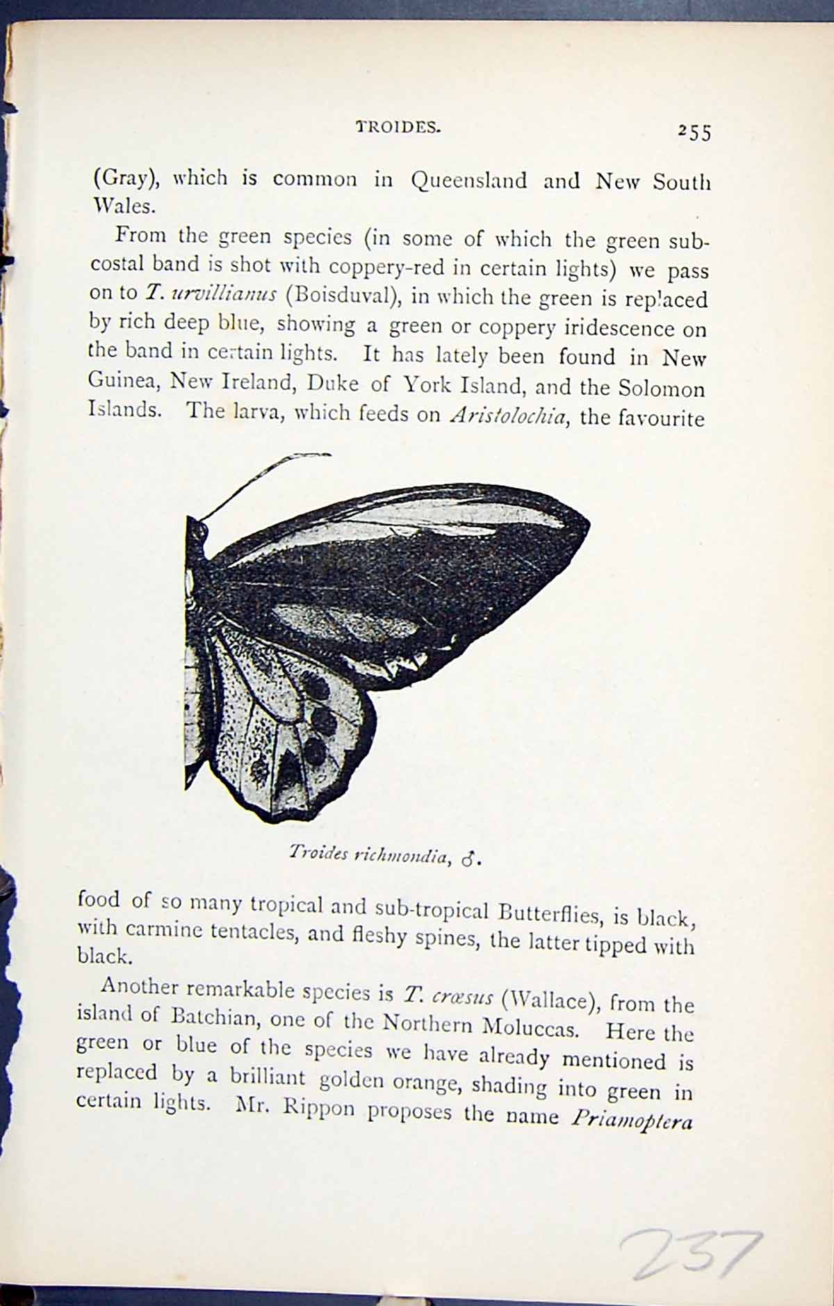 Original Old Antique Print Troides Richmondia Butterflies 1896 Lloyd Kirby 19th