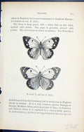 Original Old Antique Print Eurymus Hyale Helice Butterflies 1896 Lloyd Kirby