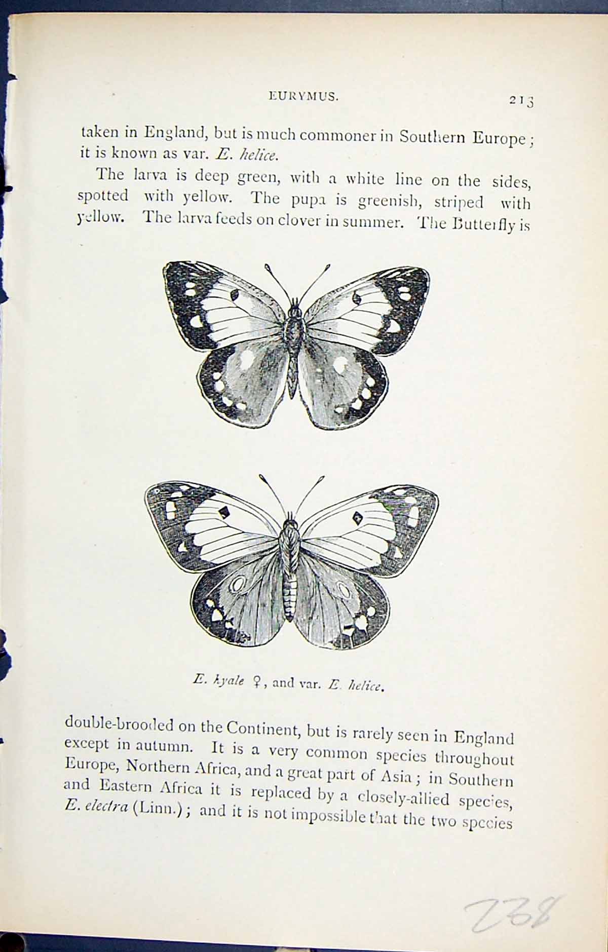 Original Old Antique Print Eurymus Hyale Helice Butterflies 1896 Lloyd Kirby