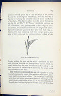 Original Old Antique Print Butterflies 1896 Lloyd Kirby Pupa Euchloe Cardamines