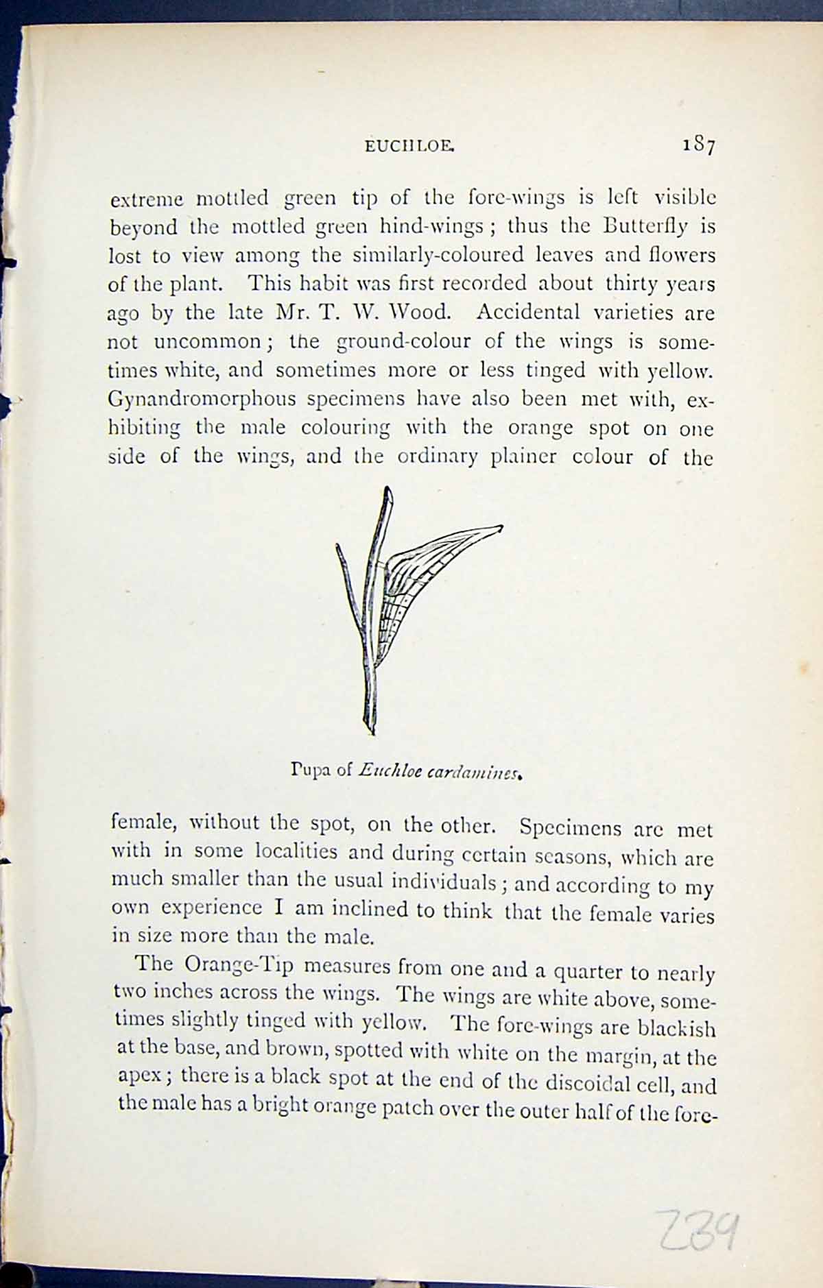 Original Old Antique Print Butterflies 1896 Lloyd Kirby Pupa Euchloe Cardamines