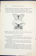 Antique Print Upper Under Side Erysims Sinapis Butterflies 1896 Lloyd Kirby