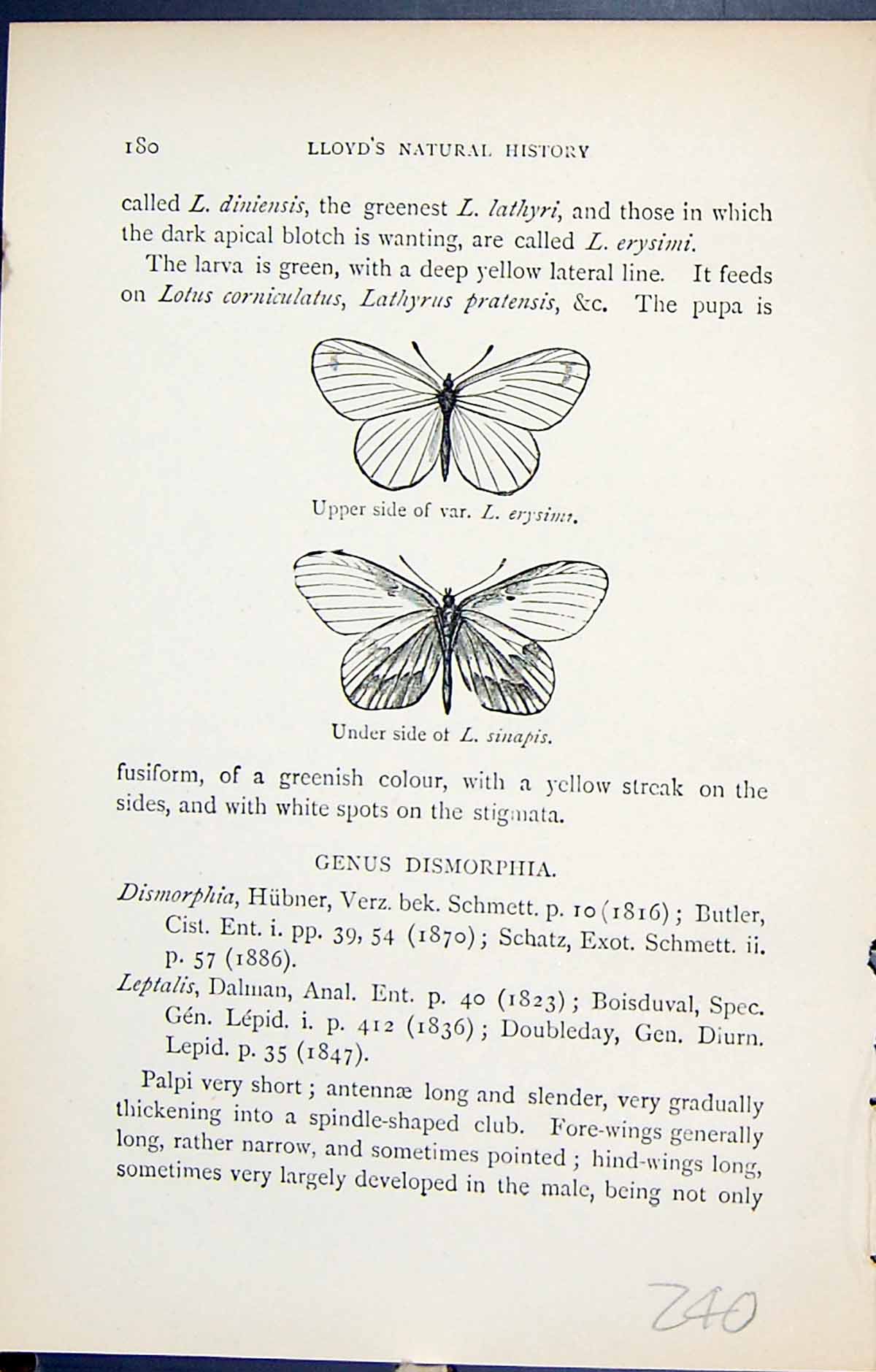 Antique Print Upper Under Side Erysims Sinapis Butterflies 1896 Lloyd Kirby