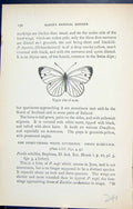 Antique Old Print Upper Side Male Butterflies Wings 1896 Lloyd Kirby Insects