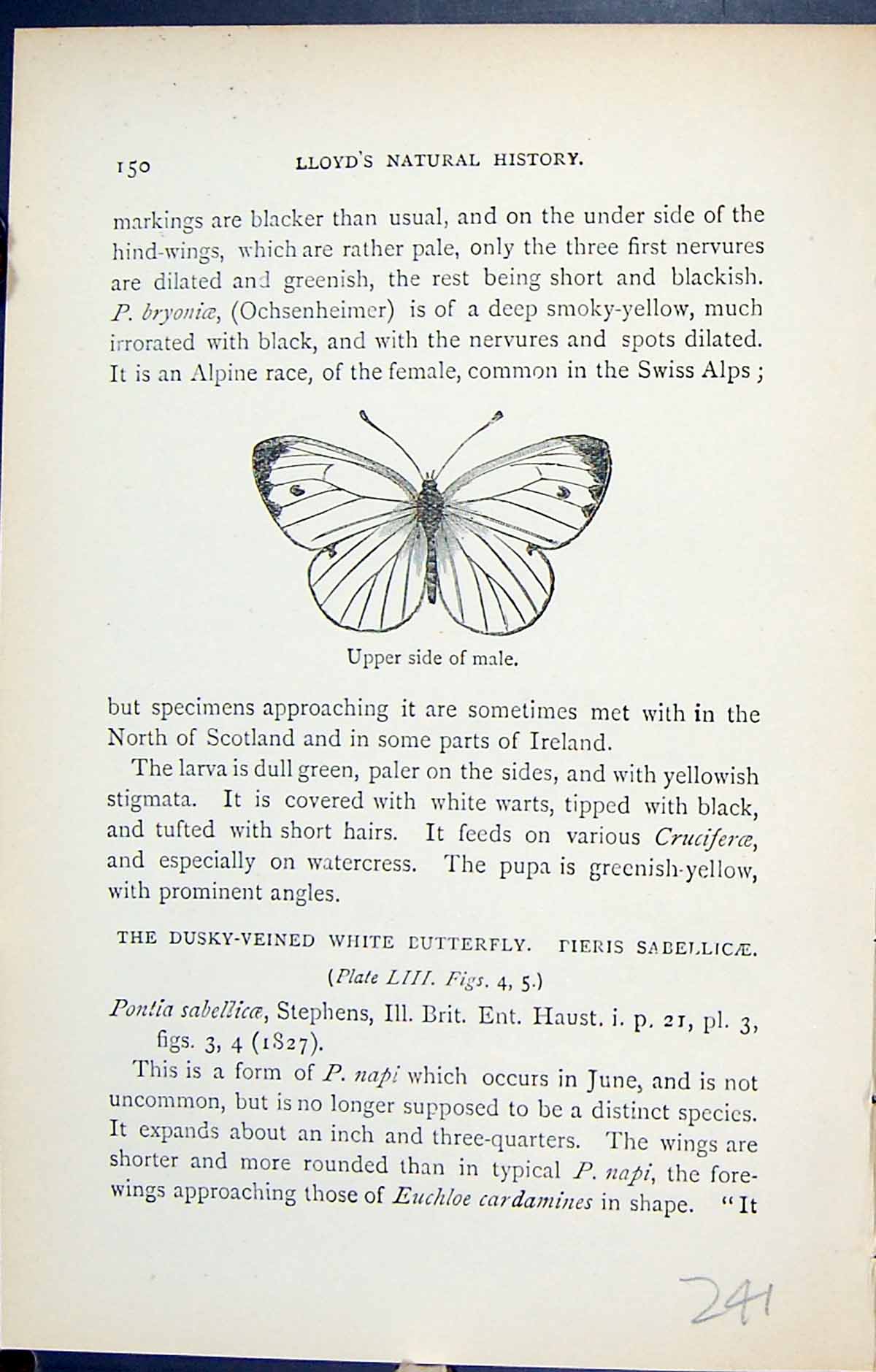 Antique Old Print Upper Side Male Butterflies Wings 1896 Lloyd Kirby Insects