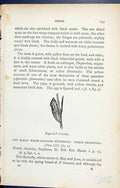 Original Old Antique Print Butterflies 1896 Lloyd Kirby Pieris Pupa Brassicae