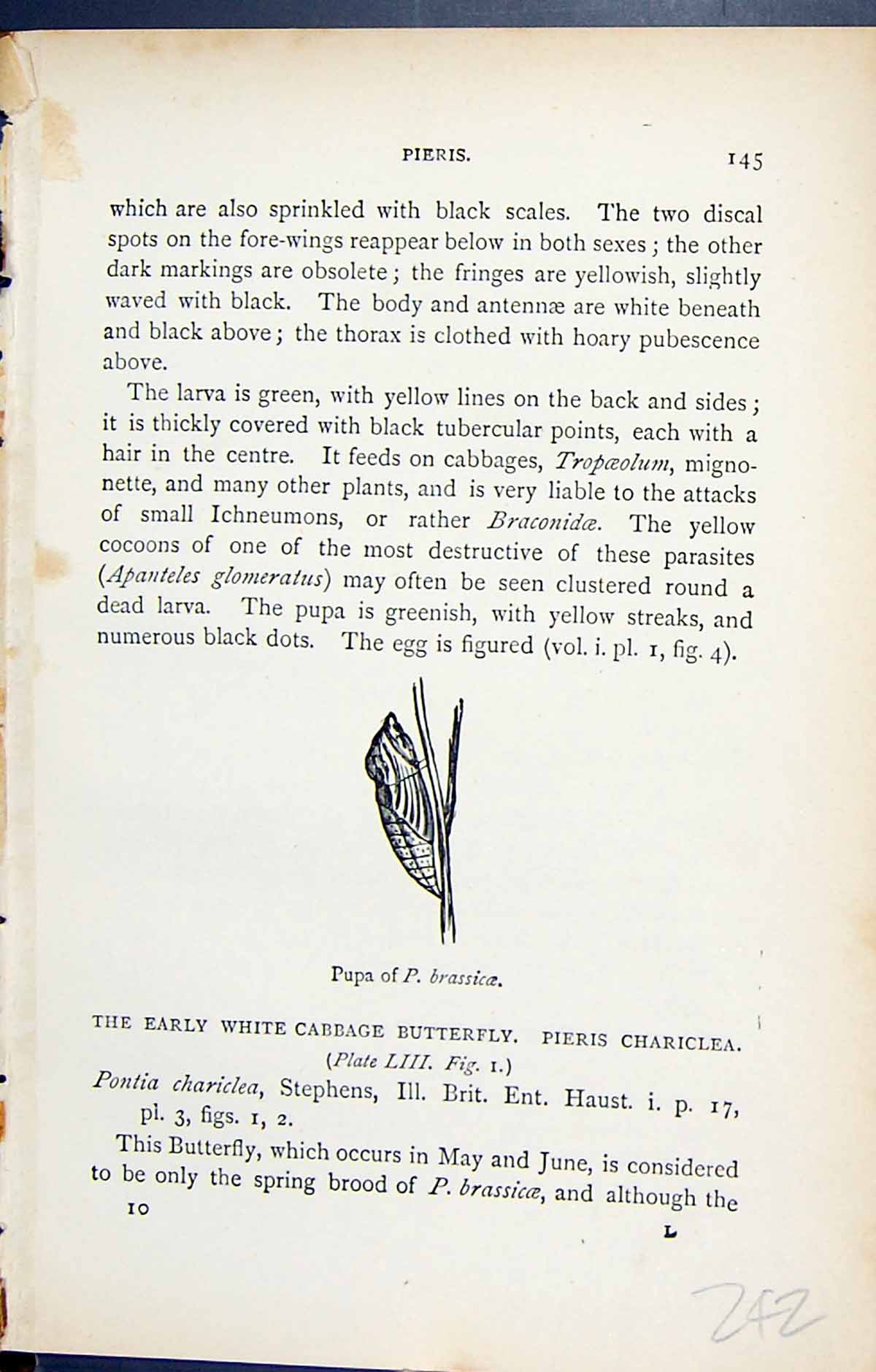 Original Old Antique Print Butterflies 1896 Lloyd Kirby Pieris Pupa Brassicae