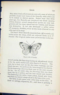 Old Antique Print Upper Side Female Pieris Butterflies 1896 Lloyd Kirby 19th
