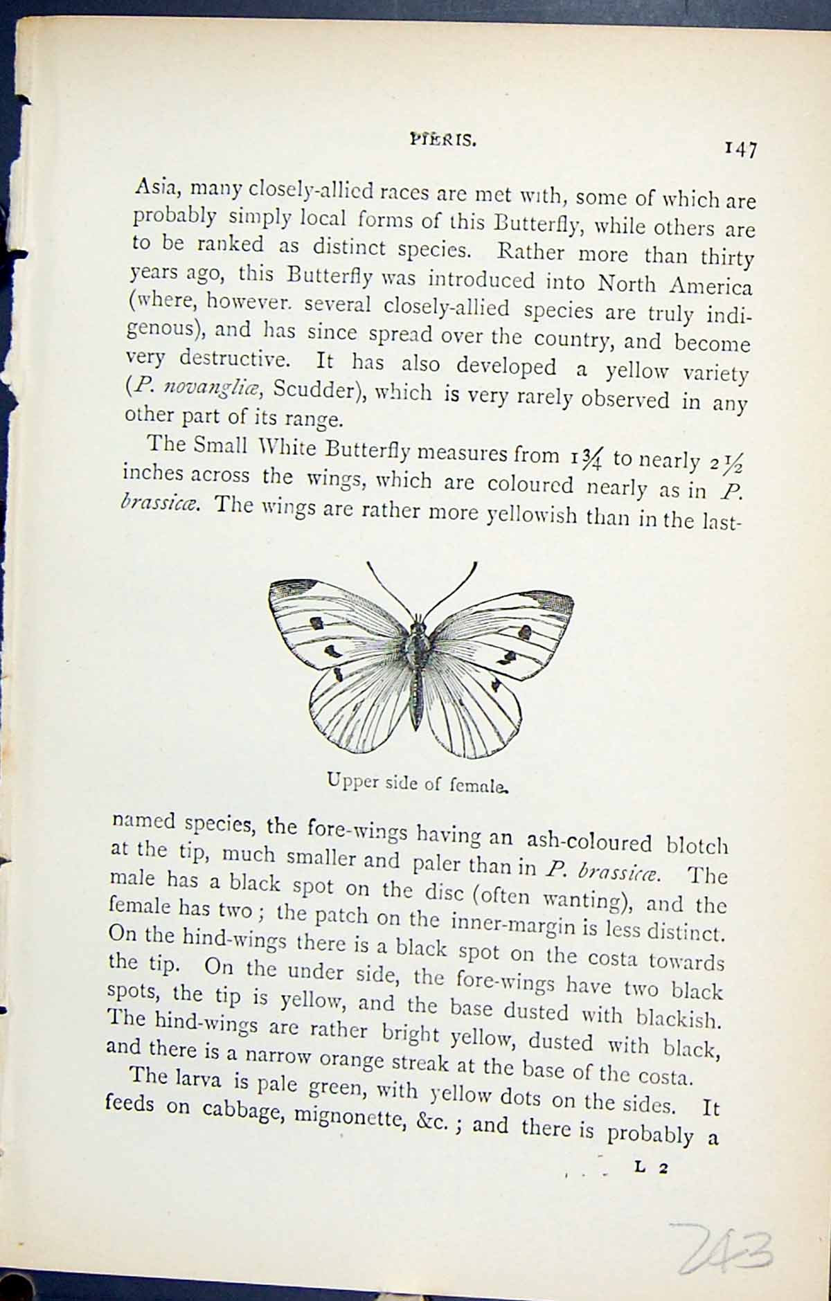Old Antique Print Upper Side Female Pieris Butterflies 1896 Lloyd Kirby 19th