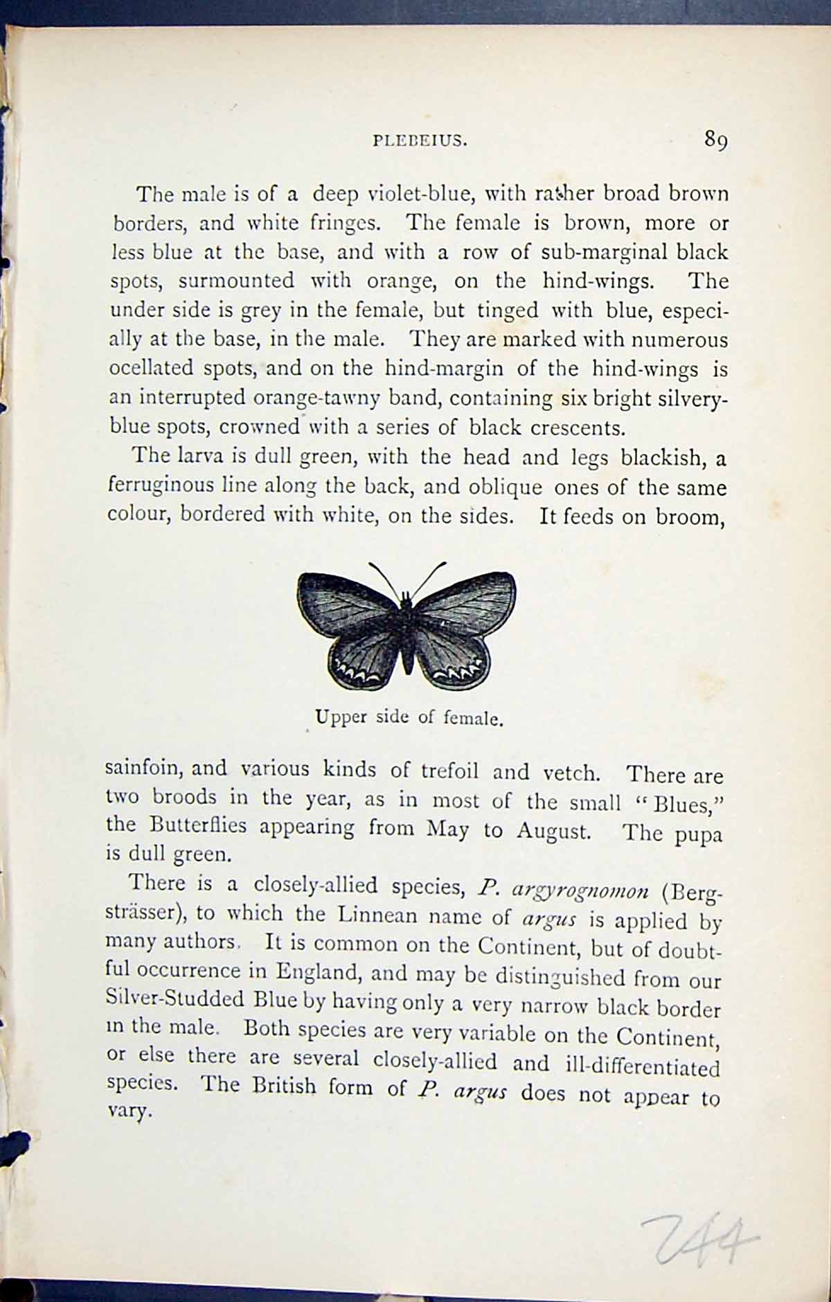 Old Antique Print Plebeius Upper Side Female Butterflies 1896 Lloyd Kirby 19th