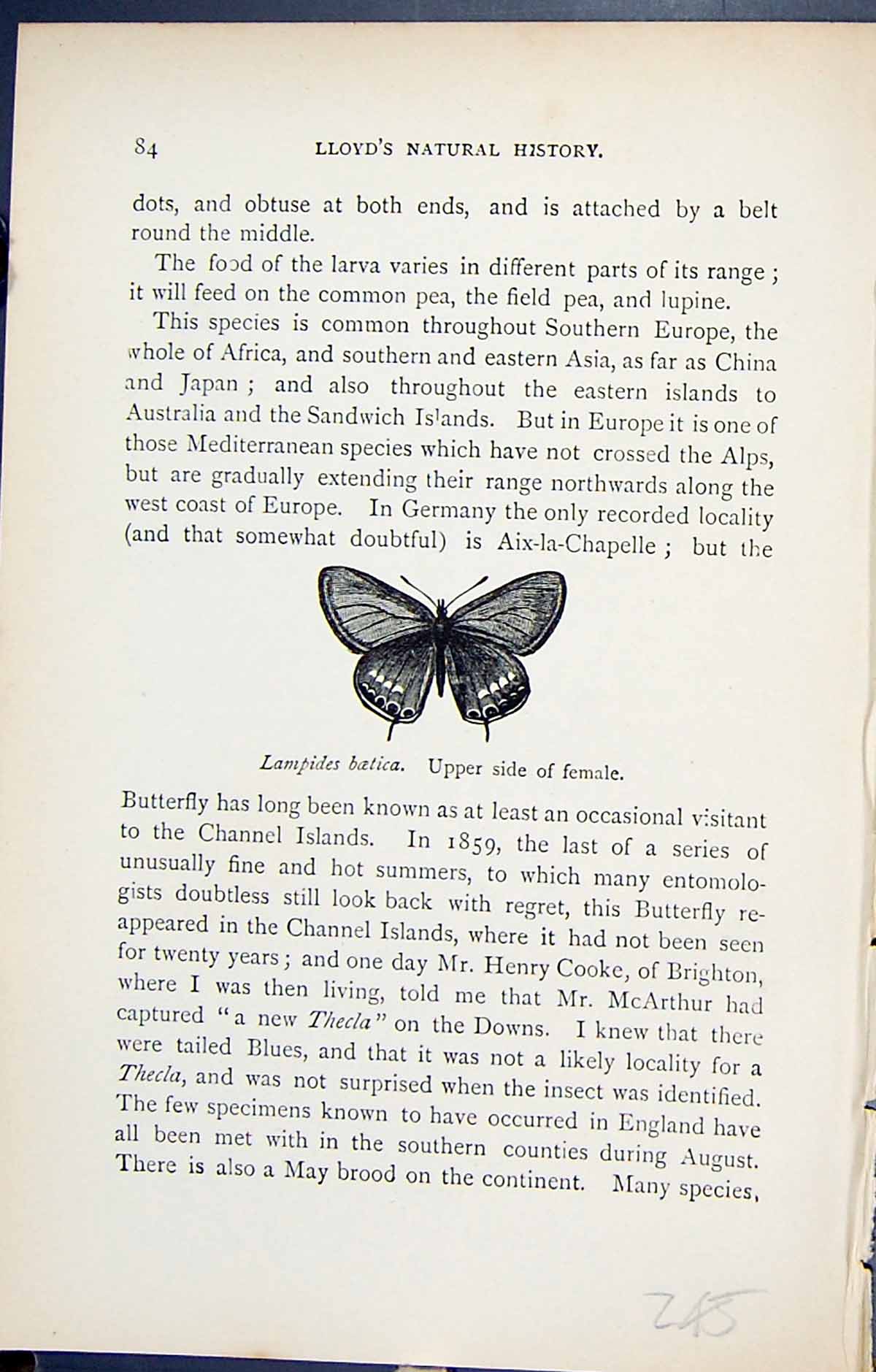 Old Print Lampides Batica Upper Side Female Butterflies 1896 Lloyd Kirby 19th