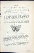 Old Thecla White-Letter Hair-Streak Variety Butterflies 1896 Lloyd Ki Victorian