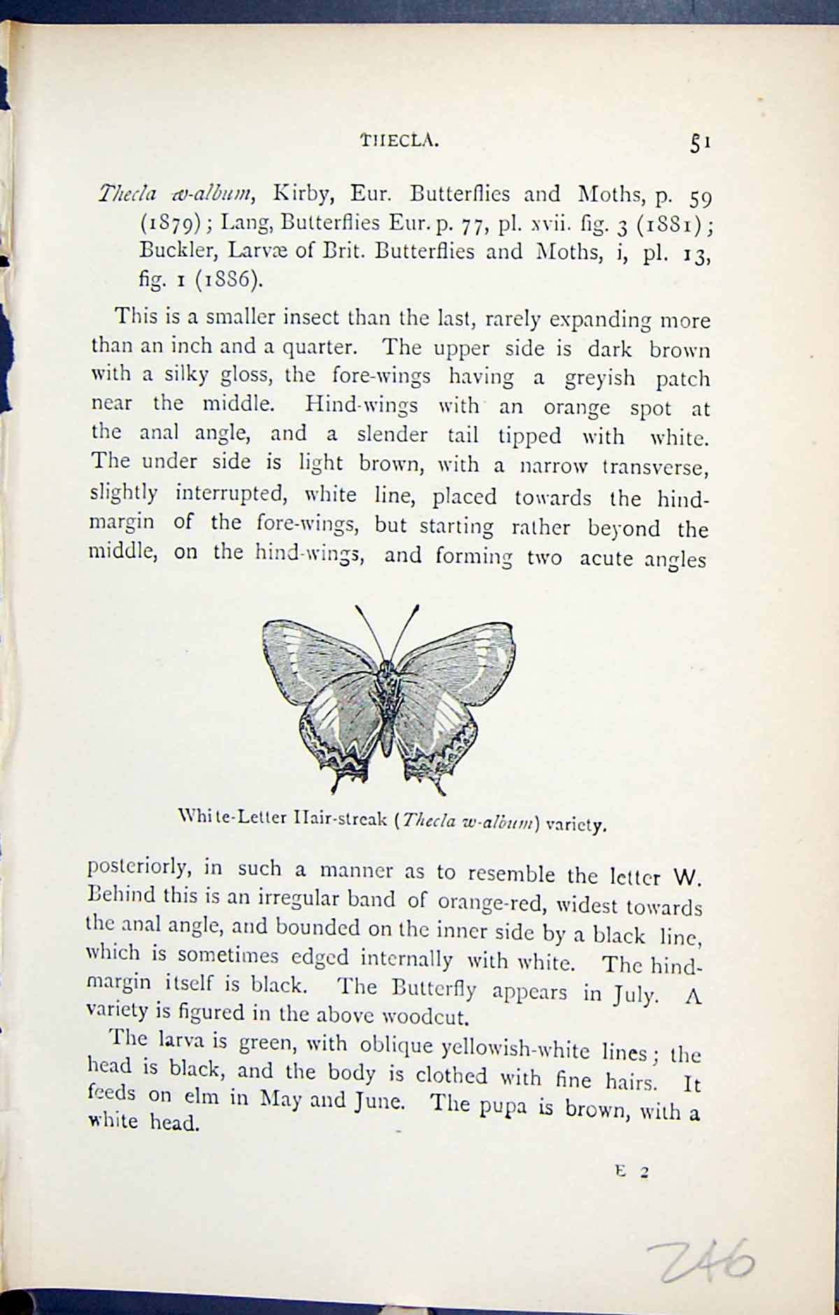 Old Thecla White-Letter Hair-Streak Variety Butterflies 1896 Lloyd Ki Victorian