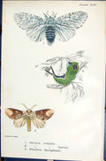 Old Cerura Vinula Larva Phalera Bucaephala Butterflies 1896 Lloyd Kir Victorian