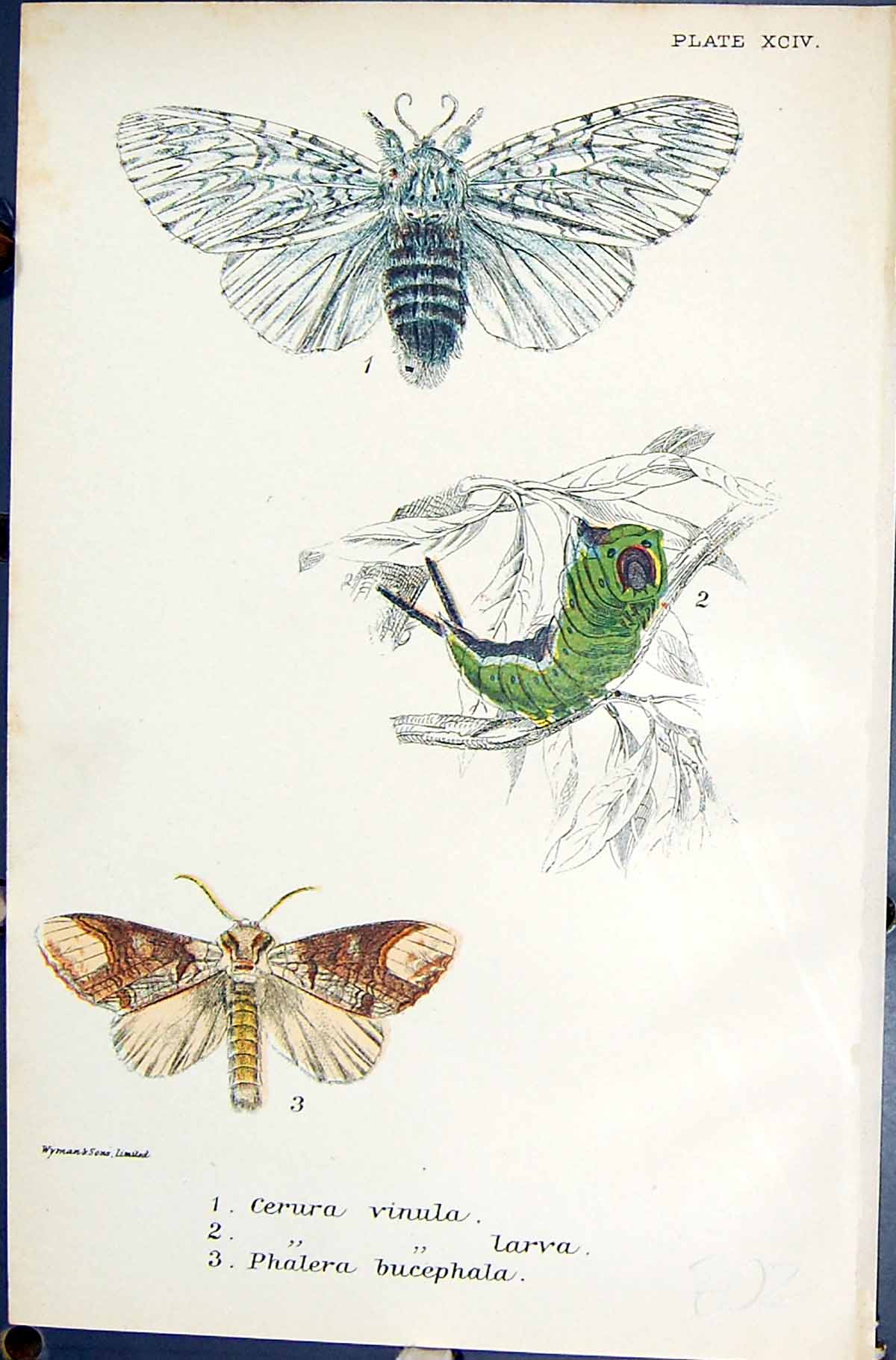 Old Cerura Vinula Larva Phalera Bucaephala Butterflies 1896 Lloyd Kir Victorian