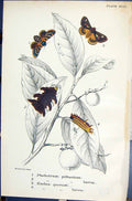 Old Phobetrum Pithecium Larva Euclea Querceli Butterflies 1896 Lloyd Victorian