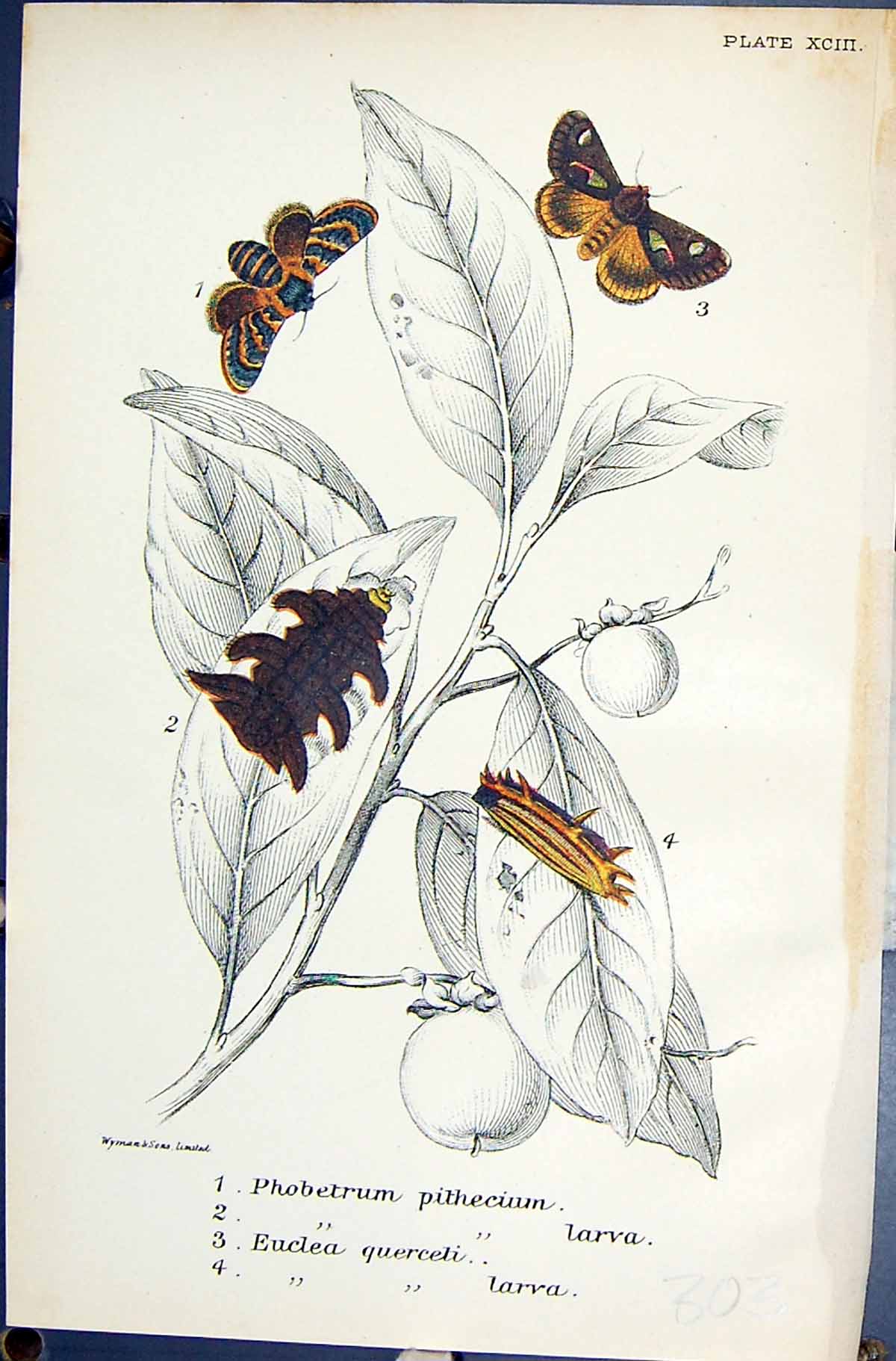 Old Phobetrum Pithecium Larva Euclea Querceli Butterflies 1896 Lloyd Victorian