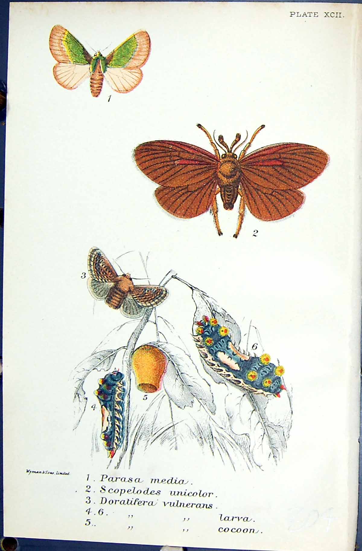 Old Parasemia Plantaginis Hylophila Prasinana Butterflies 1896 Lloyd Victorian