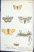 Old Ocneria Rubea Lymantria Monacha Dasychira Larva Butterflies 1896 Victorian