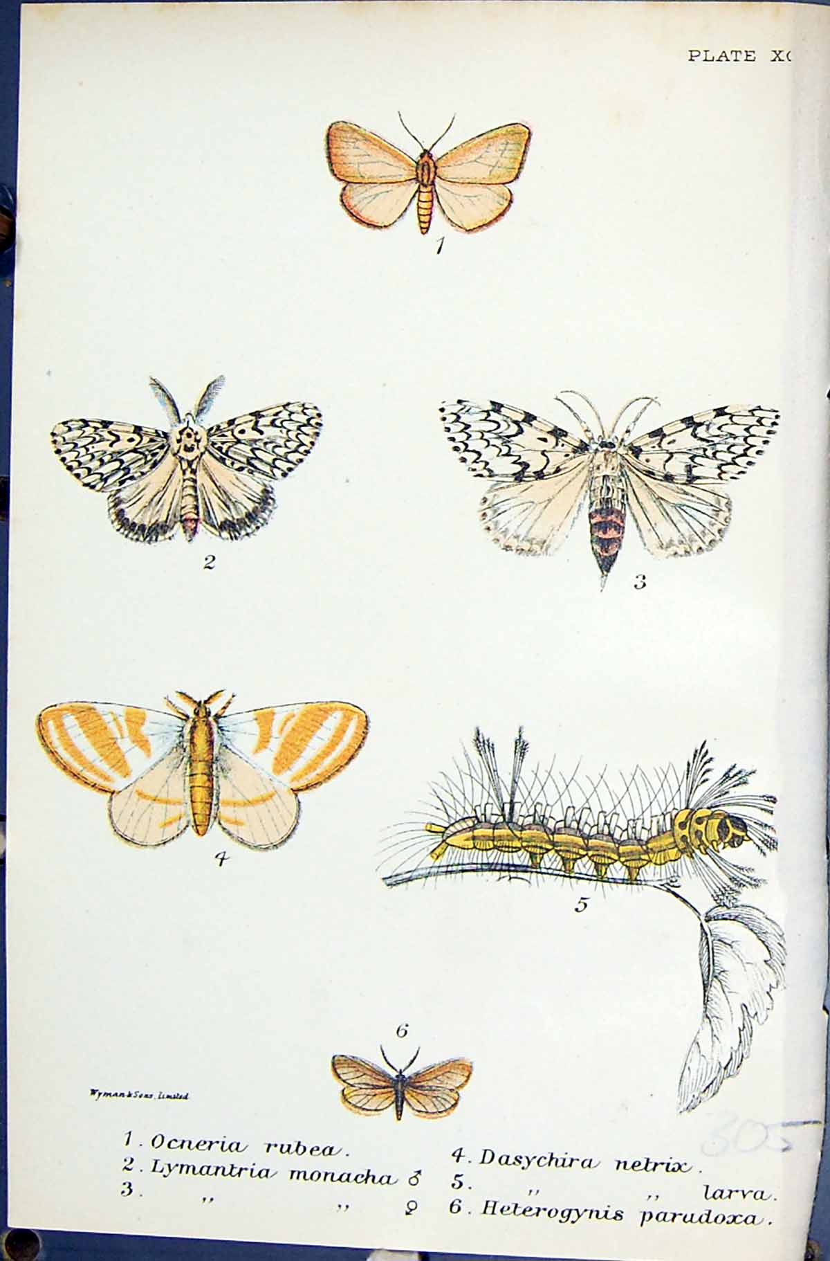 Old Ocneria Rubea Lymantria Monacha Dasychira Larva Butterflies 1896 Victorian