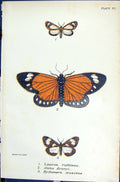 Old Lauron Rufilinea Aletis Druryi Nyctemera Crescens Butterflies 189 Victorian