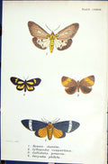 Old Hypsa Clavata Cyllopoda Vespertina Callidula Butterflies 1896 Llo Victorian