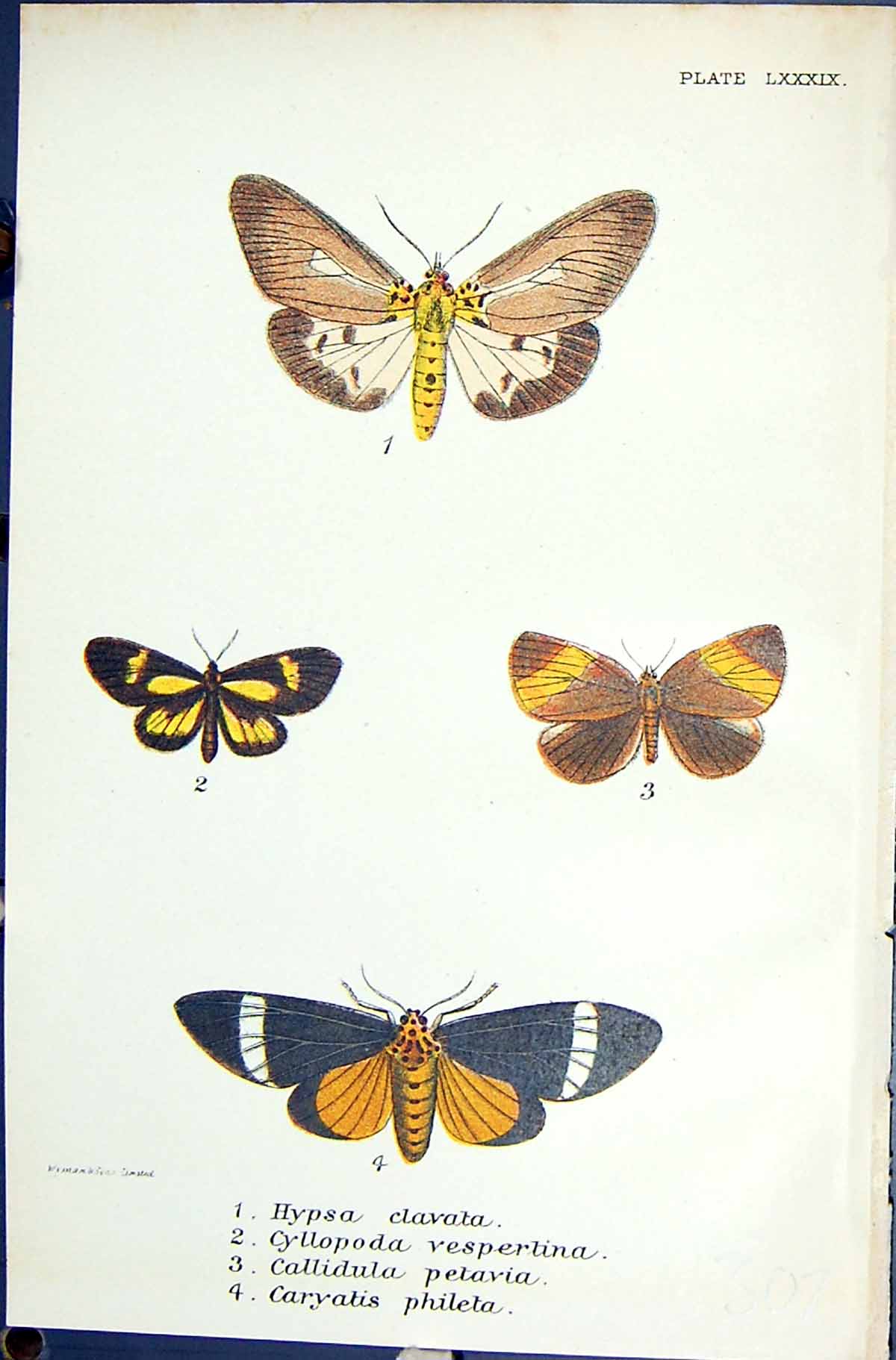 Old Hypsa Clavata Cyllopoda Vespertina Callidula Butterflies 1896 Llo Victorian