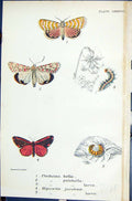 Old Utetheisa Bella Pulchella Larva Hipocrita Jacoboeoe Butterflies