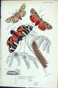 Old Eucharia Fesliva Apantesis Arge Virgo Larva Butterflies 1896 Lloy Victorian