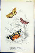 Old Diacrisia Sannio Phragmatobia Arctia Villica Butterflies 1896 Llo Victorian