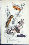 Old Ecpantheria Ocularia Estigmene Acroea Larva Butterflies 1896 Lloy Victorian