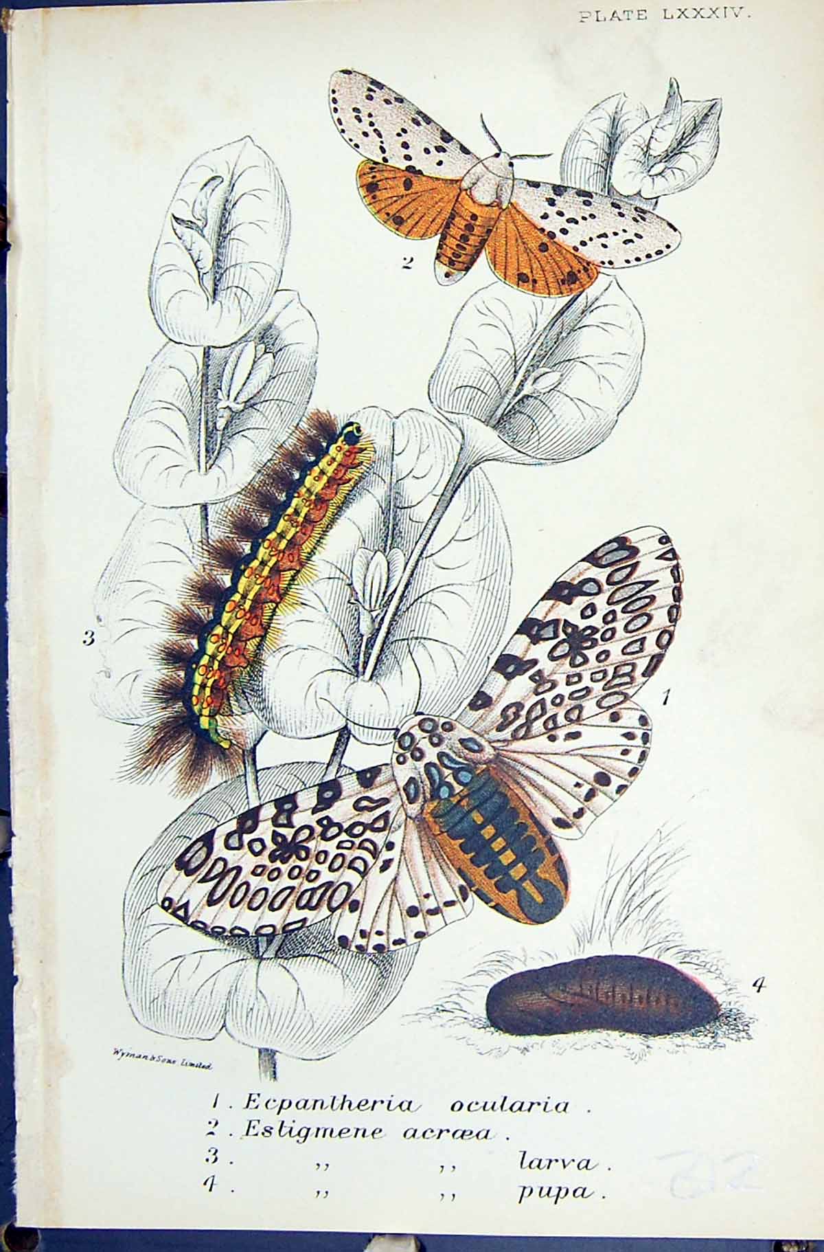 Old Ecpantheria Ocularia Estigmene Acroea Larva Butterflies 1896 Lloy Victorian