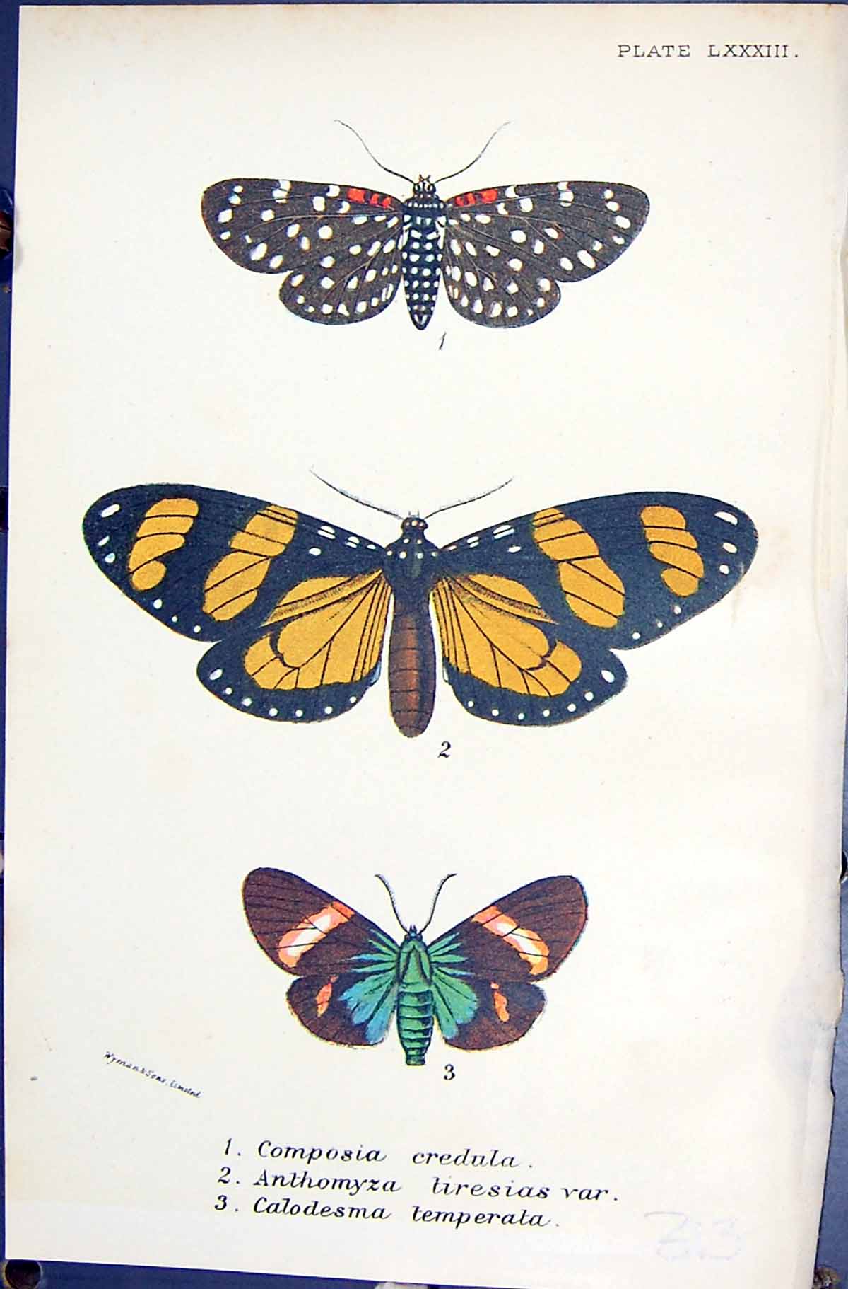 Old Composia Credula Anthomyza Calodesma Temperata Butterflies 1896 L Victorian