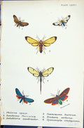 Old Philoros Isanthrene Antichloris Cosmosoma Trichura Butterflies 18 19th