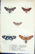 Old Charidea Arichalca Thyretes Agyrta Euchromia Butterflies 1896 Llo Victorian
